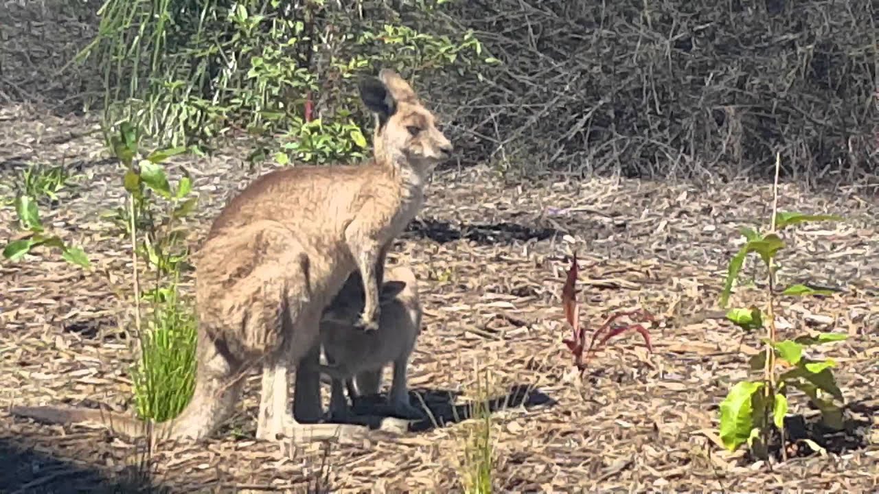 Kangaroo drinking milk Kanganews YouTube