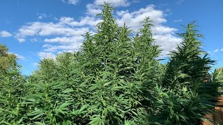 Master Kush and Donny Burger September 12th plants were fed some unsulphured  molasses yesterday
