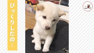 遊びに行くのかと思ったらさ…😢 注射後のしょんぼり子柴さん💦【PECO TV】