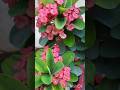 Christ plant #goodmorning #namaste #subhodayam #beautiful  #green #christplant #pink #crownofthorns