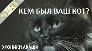 5. Хроники Акаши. Коты Тоже Имеют Прошлые Жизни.