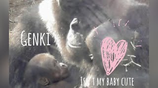 Download Lagu “Gorilla”Isn't my baby cute? 🩷 Genki's proud baby 🩷👶🦍 MP3
