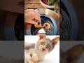 Funny Cat Video 😂😂😂#Shorts#Funkis #fails #memes