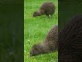 Why This Bird Looks More Like a Rodent Than a Bird