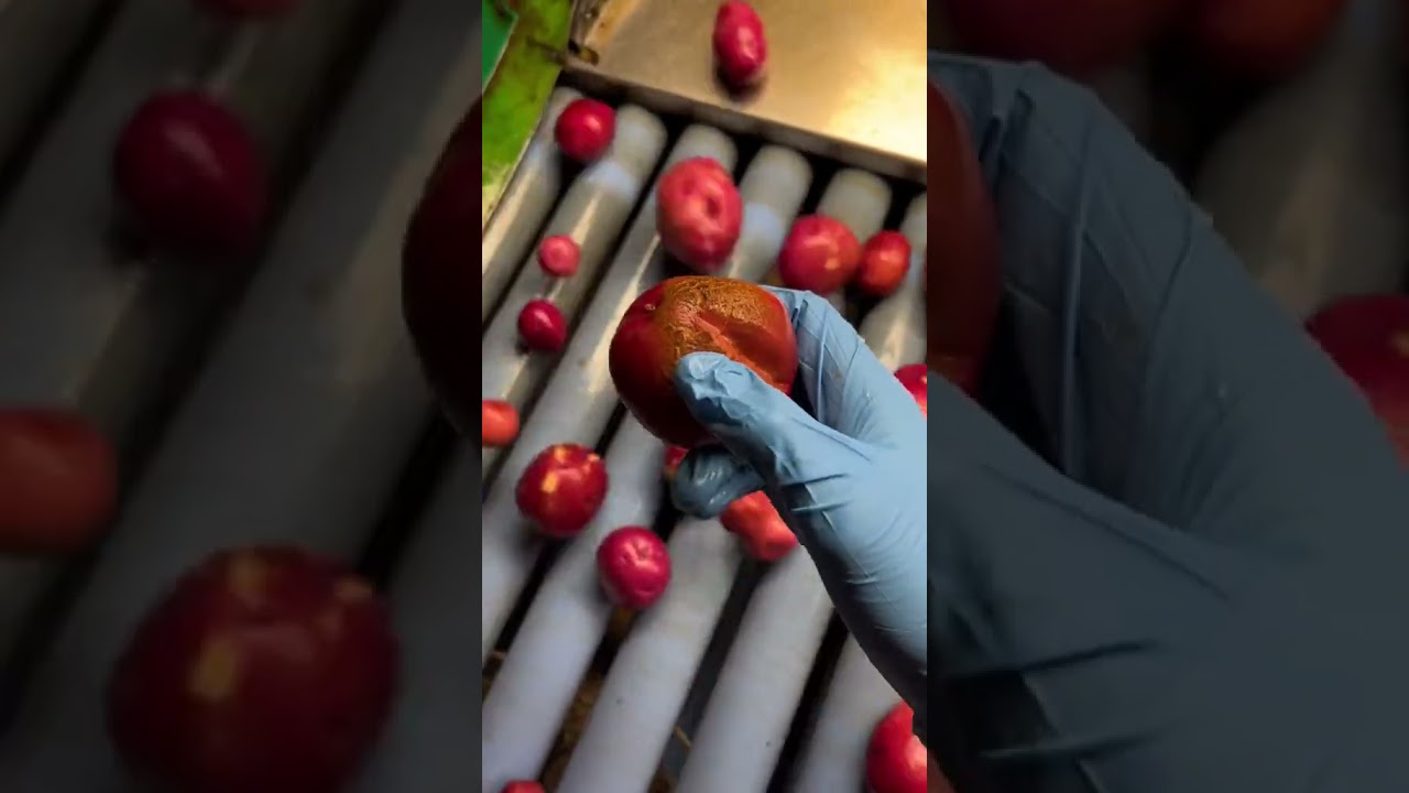 Weird looking potatoes are the best, I’m so here for all of these guys  