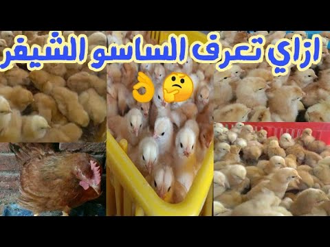 تعالي اقولك ازاي تعرف كتاكيت الساسو الشيفر