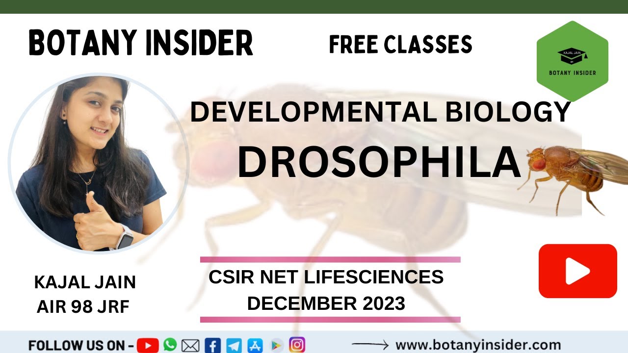 Developmental Biology - DROSOPHILA - PART 2- CSIR NET JRF LIFESCIENCES ...