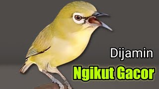 Download Lagu PLECI GACOR suara ngalas NGOTOT - AHLINYA MENGUNDANG BUNYI MP3 Download Lagu PLECI GACOR suara ngalas NGOTOT - AHLINYA MENGUNDANG BUNYI MP3