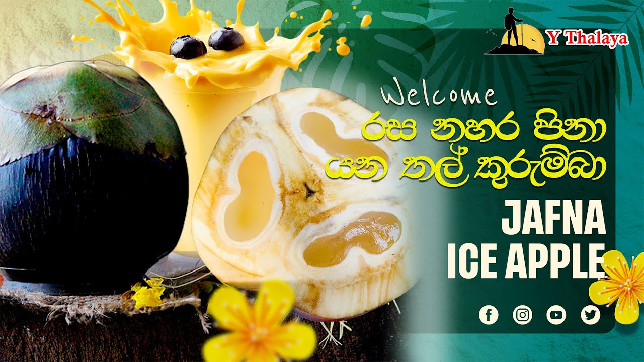 how to make a palm fruit drink | jafna thal kurumba Healthy Ice Apple #jafnafood #srilanka #travel