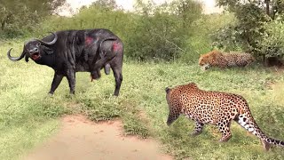 Old Buffalo sacrificed her life to save baby from being hunted by a herd of bloodthirsty Leopards