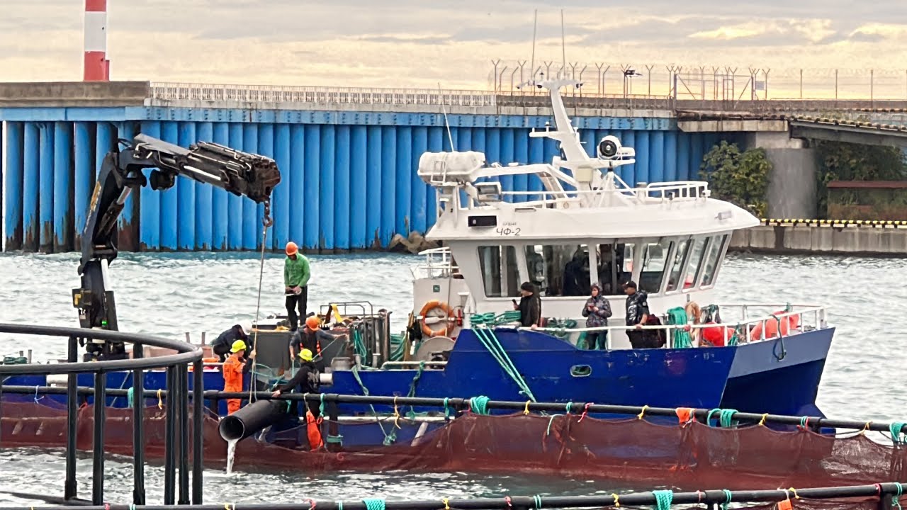 АДЛЕР / КУРОРТНЫЙ ГОРОДОК / СИРИУС / Мандарин 🍊 - YouTube