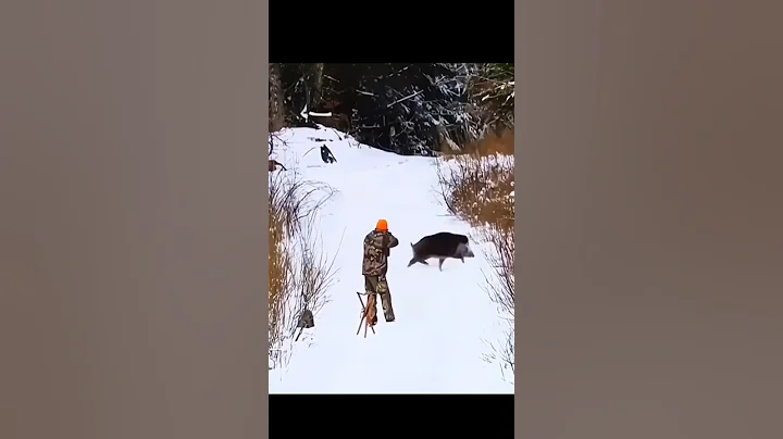 снимок дня охоты на дикого кабана#chase#hunting#challenge#