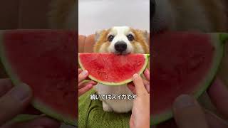 犬と果物
