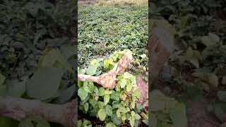 Vid 20190123 105331