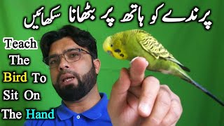 How To Tame & Trust Budgies Knowledgeable Video Urdu/Hindi screenshot 3