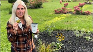 Planting Proven Winners Perennials in September