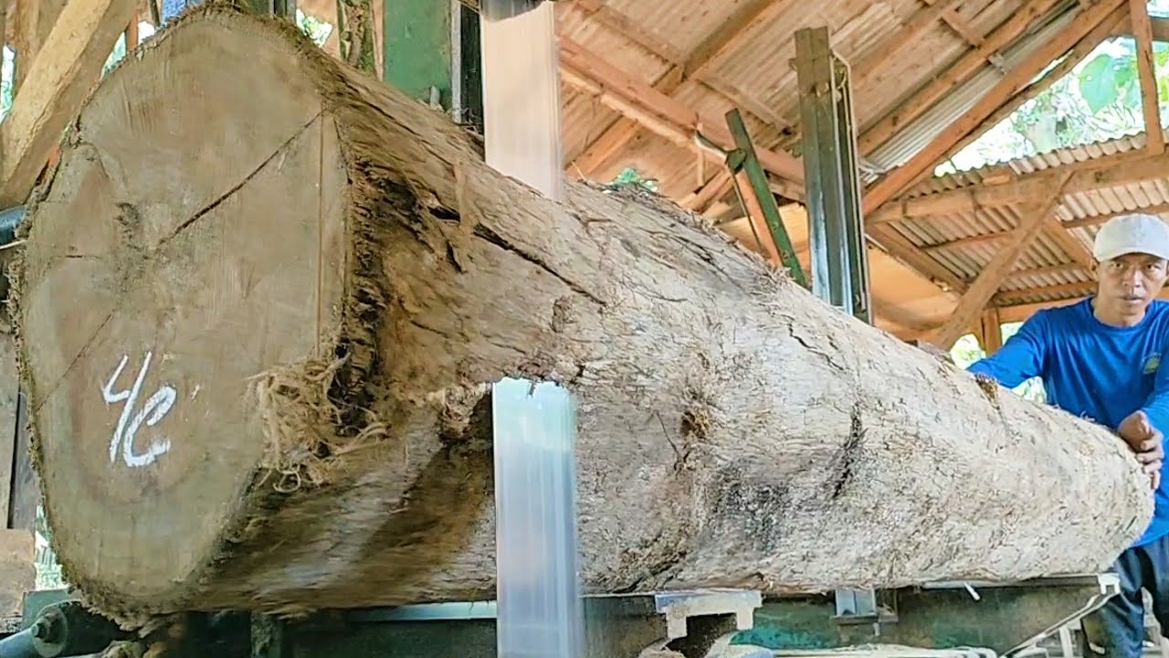 sawing old teak wood trunks full of beautiful grain into 4 cm thick ...