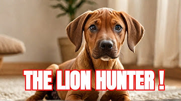 Rhodesian Ridgebacks: The Ultimate Guide