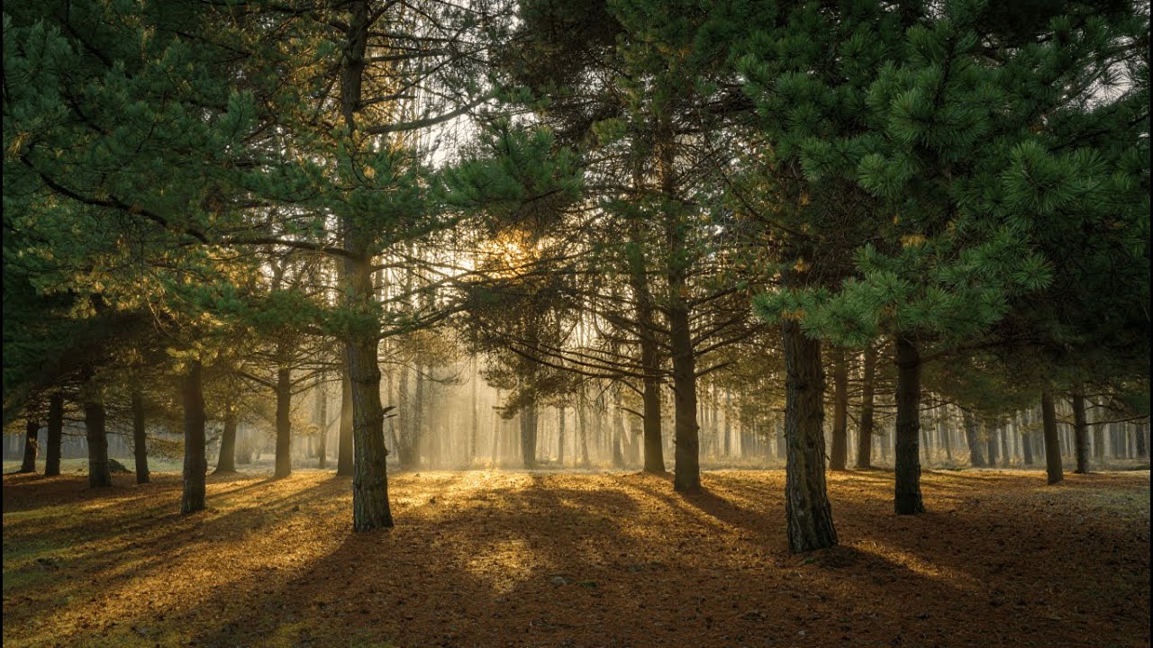 Nature Ambient – Calming Forest Soundscapes & Soft Atmospheric Pads for Deep Relaxation