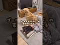 ゴールデンレトリバーの家族想いなところ #ゴールデンレトリバー #大型犬のいる生活 #大型犬と子供 #goldenretriever