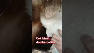 Download Lagu CARA NGECEK BIRAHI BETINA DOMBA GARUT #dombagarutbetina  #fyp MP3