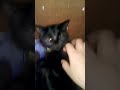 La Gata Cazadora (La pesadilla de sus sueños) #humor #memes #shorts