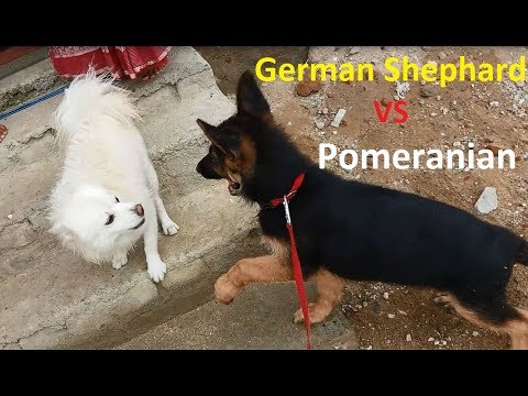 German Shepherd VS Pomeranian | Love or Fight - YouTube