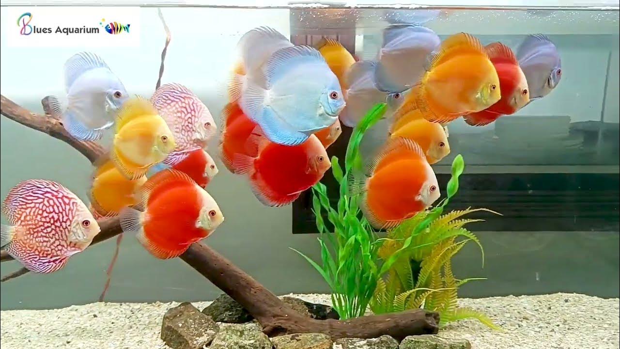 🐠 Discus Fish Maintenance In Tamil 😍 Discus Fish Tank Mates Discus