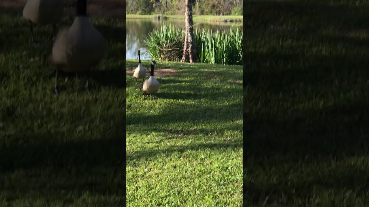 Woman vs Goose(GONE WRONG!!!!!!!)