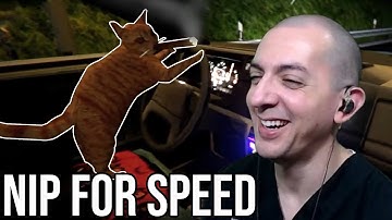 This Cat Is Nuts | NIP FOR SPEED
