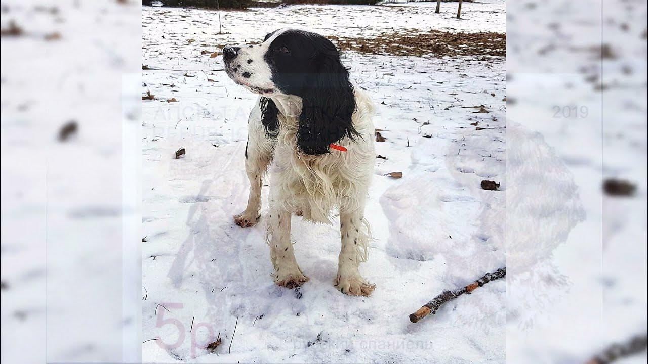 Русский кокер спаниель щенок. Русский охотничий спаниель щенки. Рус айринс питомник английских кокеров. Русский спаниель плюсы и минусы. Русский спаниель стандарт.