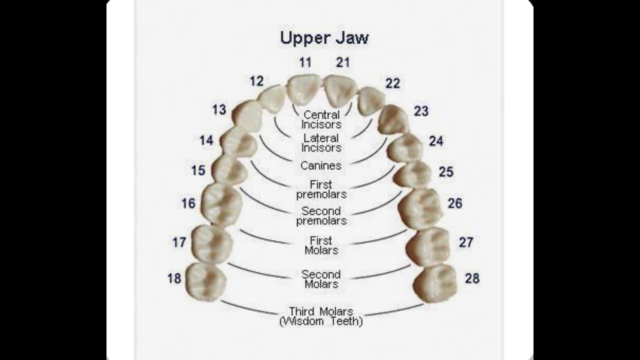 Зубы восьмерки это какие. Зубы верхней челюсти нумерация. Челюсть человека строение зубов нумерация. Анатомия зубов верхней челюсти человека. Строение зубов человека схема челюсти.