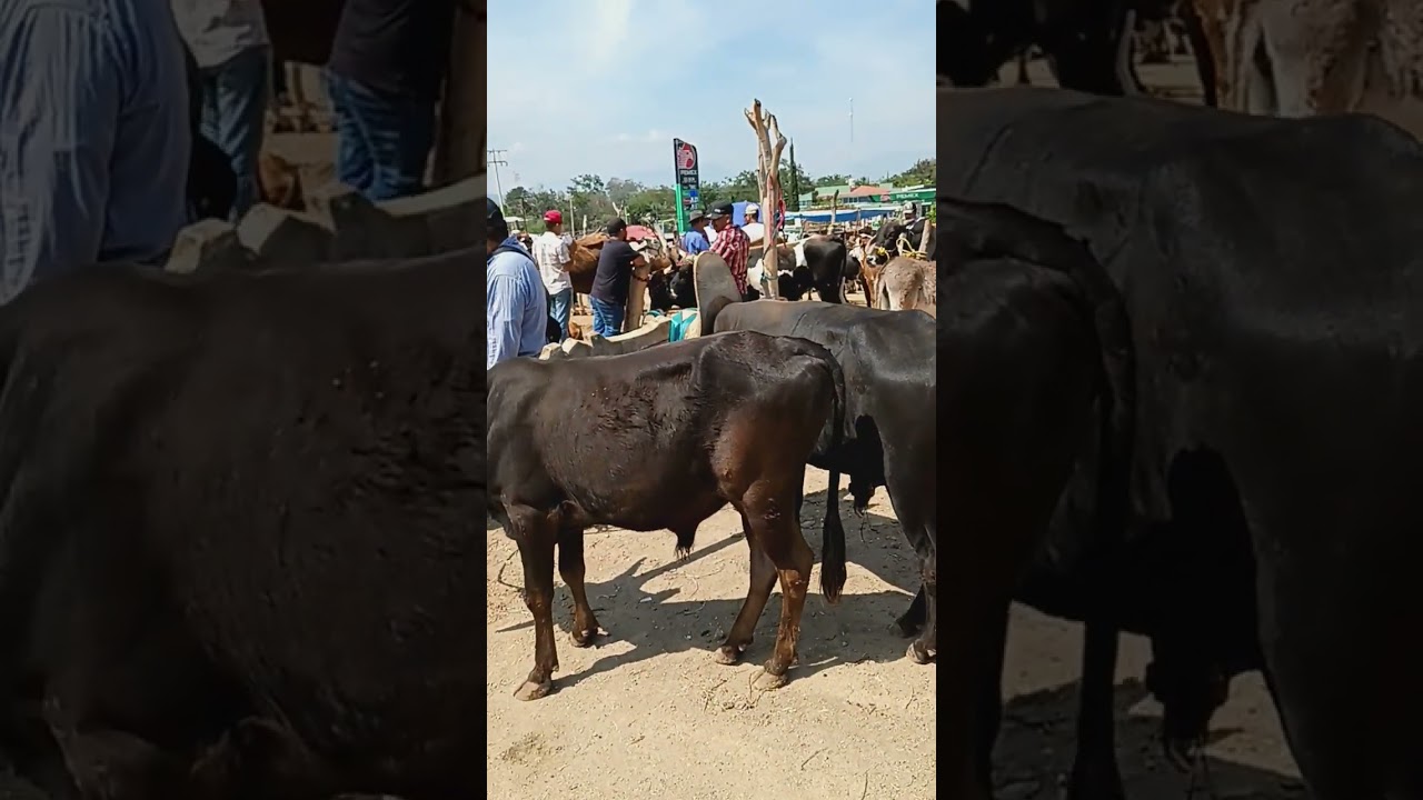 Toros en Ejutla Oaxaca Dia jueves día de plaza