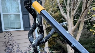 The King Snake of the Front Yard - 6 years later