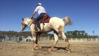 Project Appaloosa by Real Life Horsemanship 4,350 views 4 years ago 7 minutes, 24 seconds