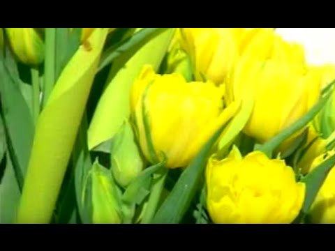 Tulipany, tulipany - najpiękniejsze odmiany