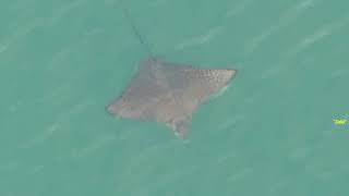 Eagle Ray, Stingray or Manta Ray: What type of Ray is this one? Eagle Ray Vs Manta Ray