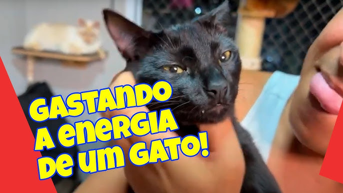 Conheça os gatos da vida real nos bastidores do jogo Stray