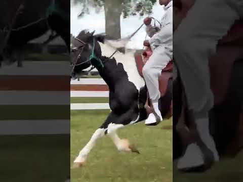 Chad Ochocinco Johnson