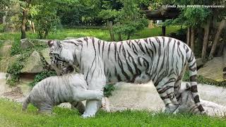 Life at the zoo | Incredibly cute footage of a white tigress with three cubs