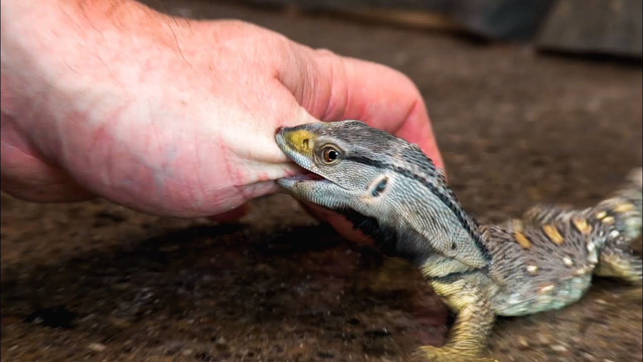 Savannah Monitor Bite savannah-monitor-bite