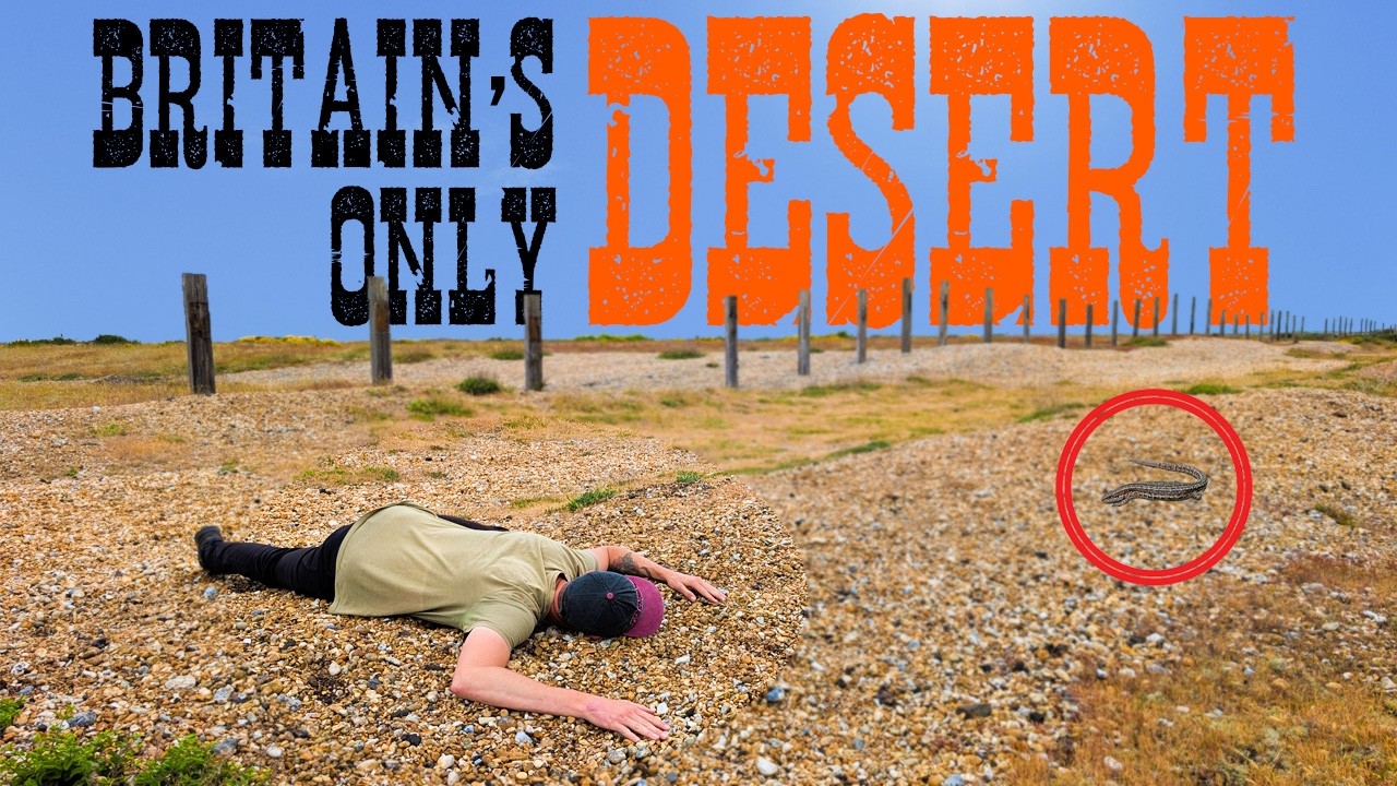 Britain's only DESERT is bursting with life!