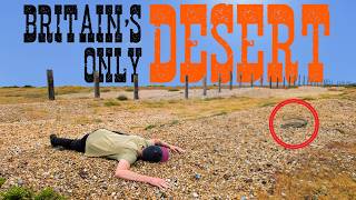Britain's only DESERT is bursting with life!
