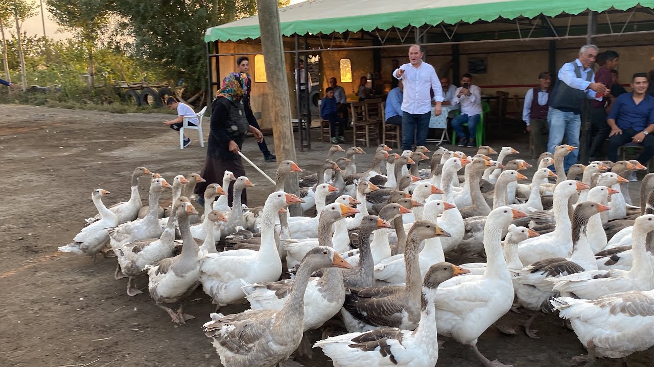 Düğünün davetsiz misafirleri