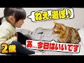 構ってほしい2歳とそんな気分ではない猫