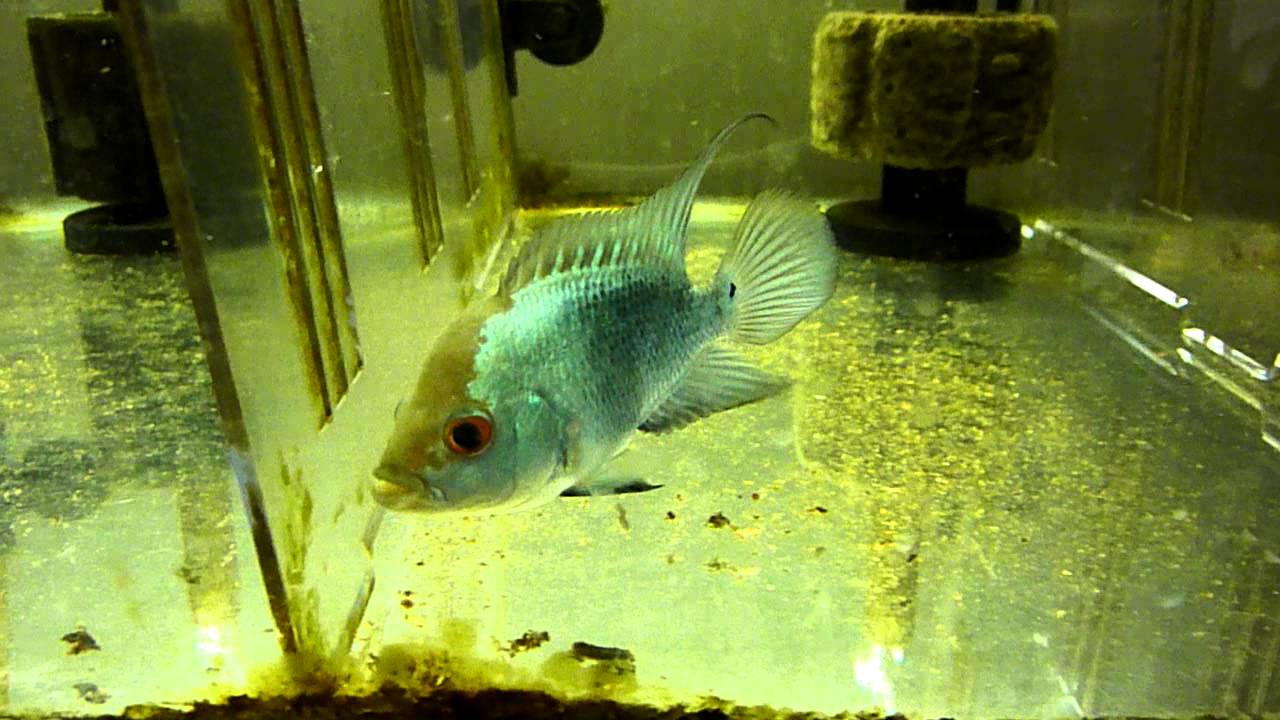 thai silk flowerhorn for sale YouTube