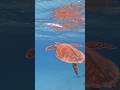 Take a walk with a turtle in Bonaire #adventure #diving #gopro #caribbean  #neverstopexploring