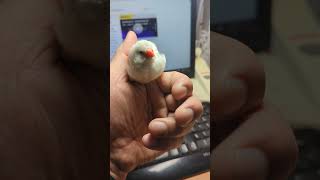 White Zebra Finch singing 20240306 by Nissan Tseng 487 views 2 months ago 2 minutes, 49 seconds