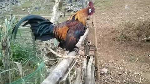 Saib Qaib Dib dawb ntsej nyob háng khúa.....