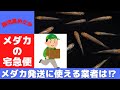 【 メダカ 飼育 】メダカの 宅急便　メダカ 発送 未経験者 が 業者 を 調査　メダカ発送に 最適 の 方法 とは⁉︎